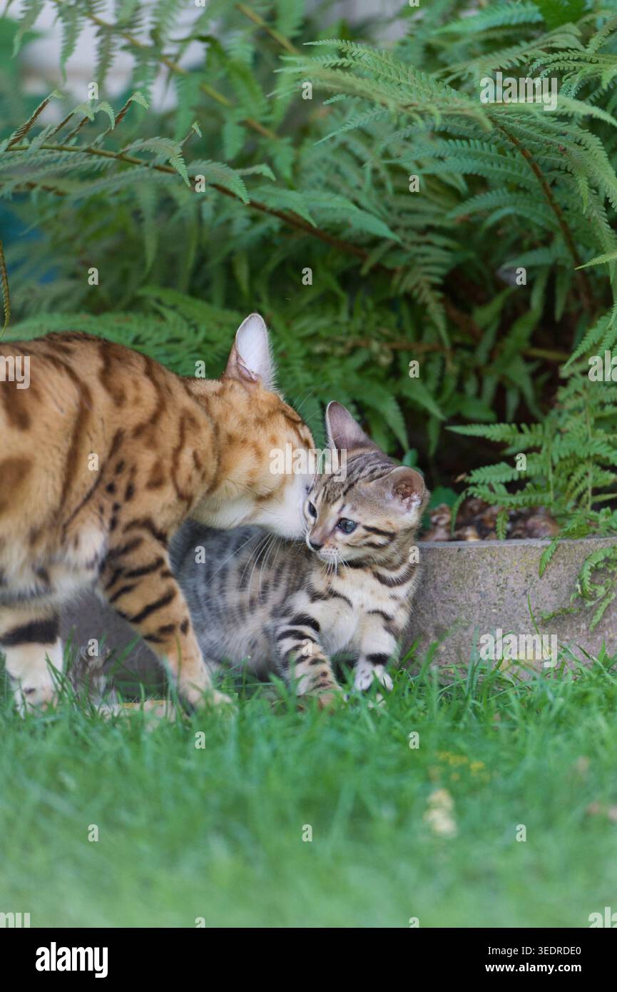 Gatta madre del Bengala con il suo gattino in giardino Foto Stock