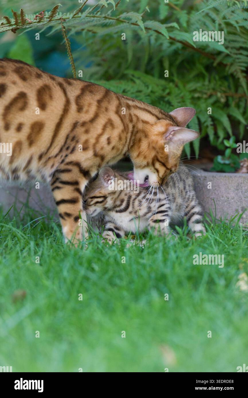 Gatta madre del Bengala con il suo gattino in giardino Foto Stock