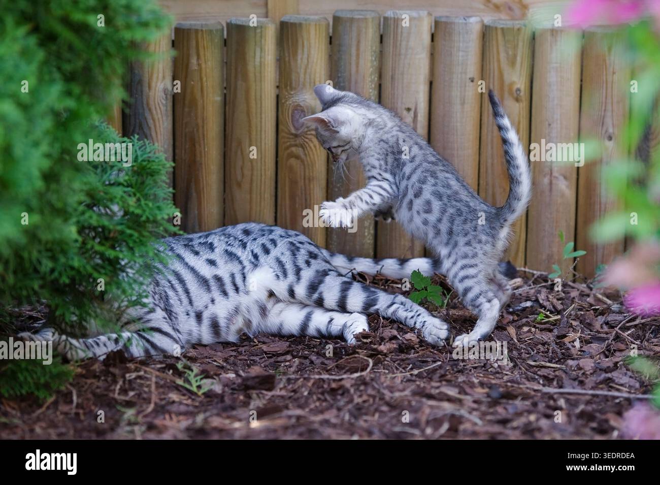 Il gattino del Bengala si diverte con la sua gatta madre Foto Stock