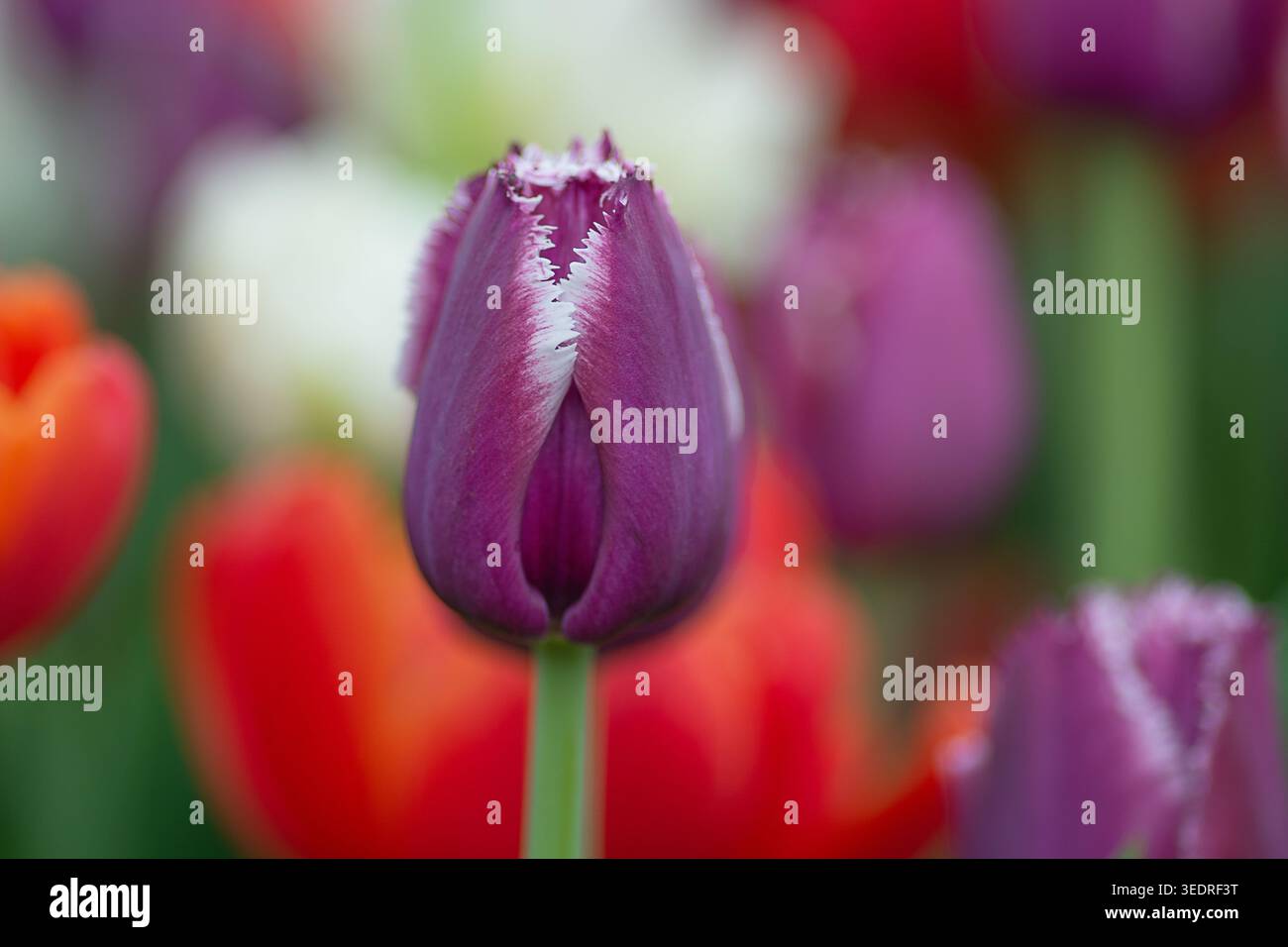 Tulipani viola, tulipani 'San Martin, tulipani con frange. Foto Stock
