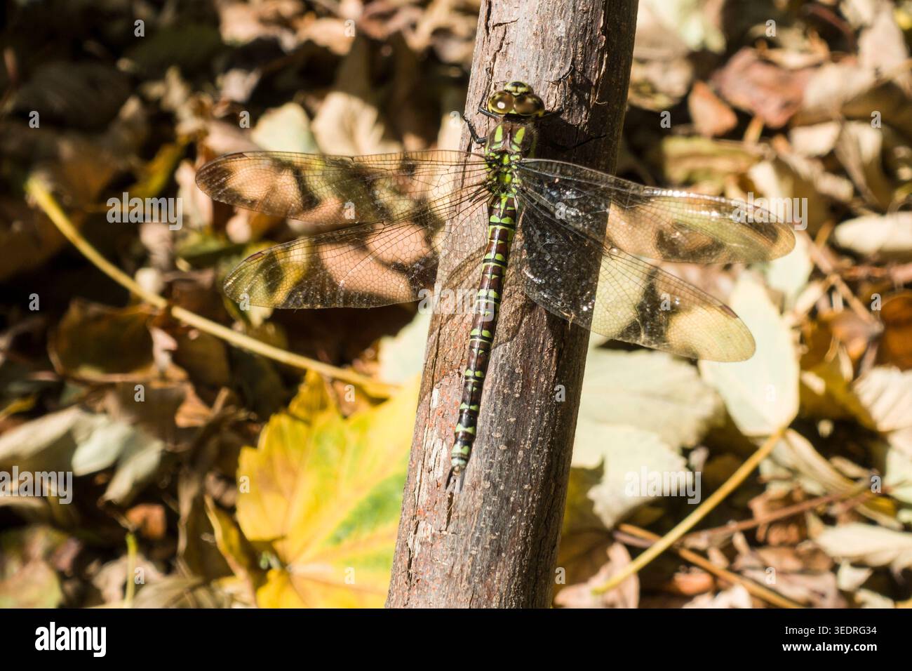 Damselfly a mosaico blu-verde (Aeshna cyanea) - uomo Foto Stock
