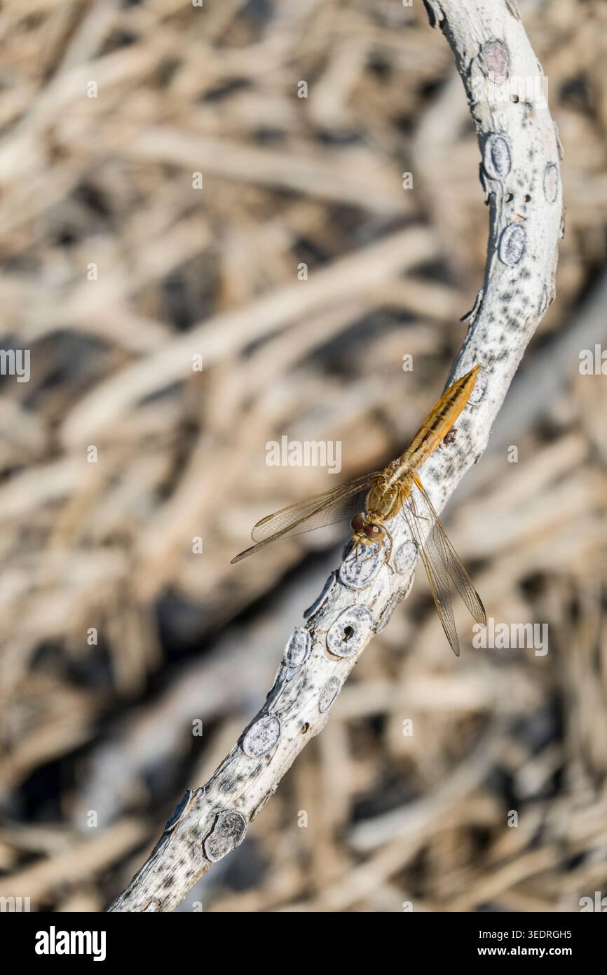 Dragonfly scarlatta femminile (Crocothemis erythraea), anche scarlatto ampio, scarlatto comune e scarlatto darter, Isole Canarie, Spagna, Lapalma, Puerto Naos Foto Stock