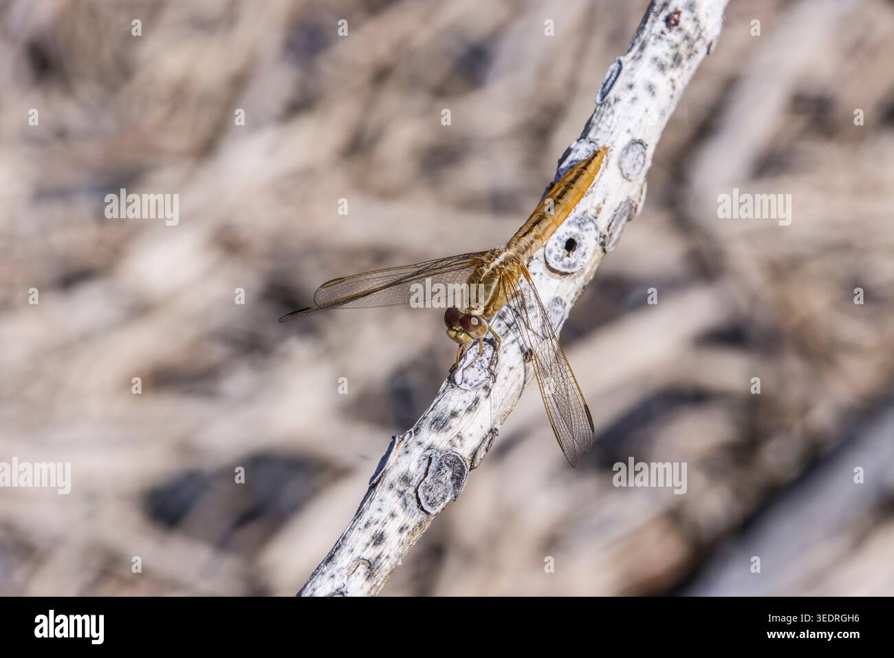 Dragonfly scarlatta femminile (Crocothemis erythraea), anche scarlatto ampio, scarlatto comune e scarlatto darter, Isole Canarie, Spagna, Lapalma, Puerto Naos Foto Stock