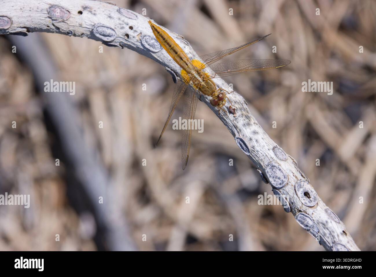 Dragonfly scarlatta femminile (Crocothemis erythraea), anche scarlatto ampio, scarlatto comune e scarlatto darter, Isole Canarie, Spagna, Lapalma, Puerto Naos Foto Stock