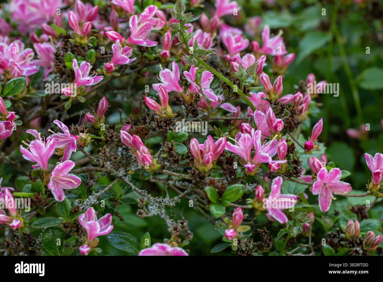 Ravvicinato naturale delle piante in fiore della splendida rosa di Kermesinum del Rhododendron, sotto il soffice sole primaverile. intrigante, intrigante, coinvolgente, avvincente Foto Stock