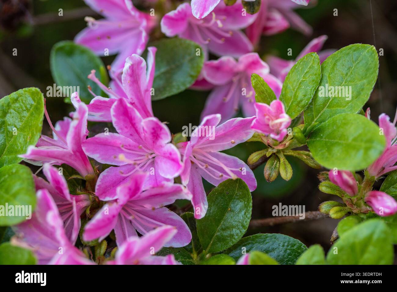 Ravvicinato naturale delle piante in fiore della splendida rosa di Kermesinum del Rhododendron, sotto il soffice sole primaverile. intrigante, intrigante, coinvolgente, avvincente Foto Stock
