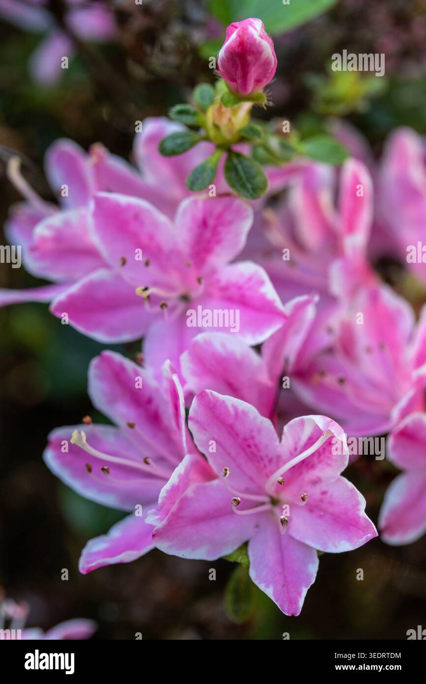 Ravvicinato naturale delle piante in fiore della splendida rosa di Kermesinum del Rhododendron, sotto il soffice sole primaverile. intrigante, intrigante, coinvolgente, avvincente Foto Stock