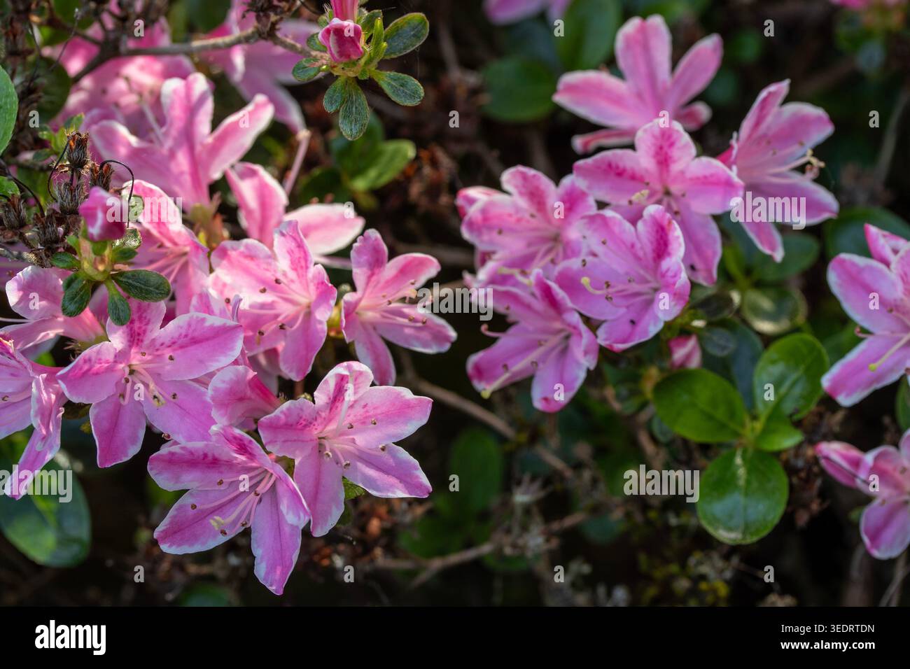 Ravvicinato naturale delle piante in fiore della splendida rosa di Kermesinum del Rhododendron, sotto il soffice sole primaverile. intrigante, intrigante, coinvolgente, avvincente Foto Stock
