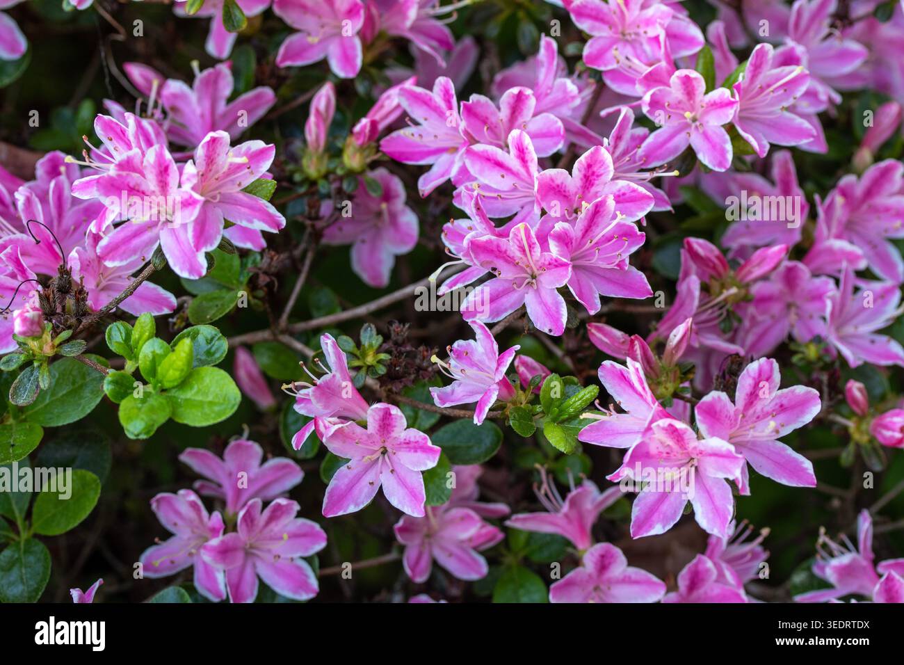 Ravvicinato naturale delle piante in fiore della splendida rosa di Kermesinum del Rhododendron, sotto il soffice sole primaverile. intrigante, intrigante, coinvolgente, avvincente Foto Stock