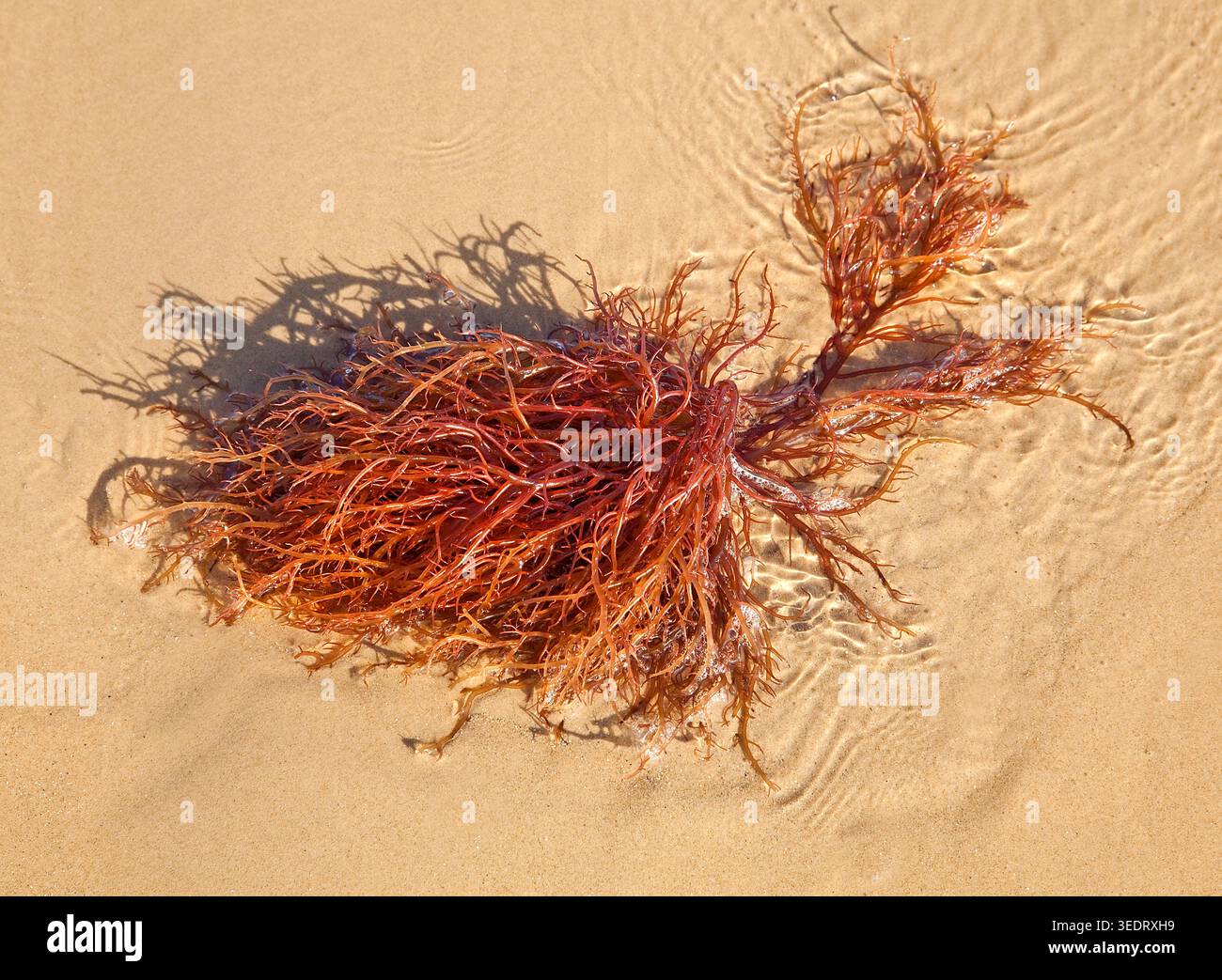 Le alghe rosse illuminate dal sole si snodano sulla sabbia bagnata, i suoi rami aggrovigliati gettano ombre delicate nella marea poco profonda. Foto Stock
