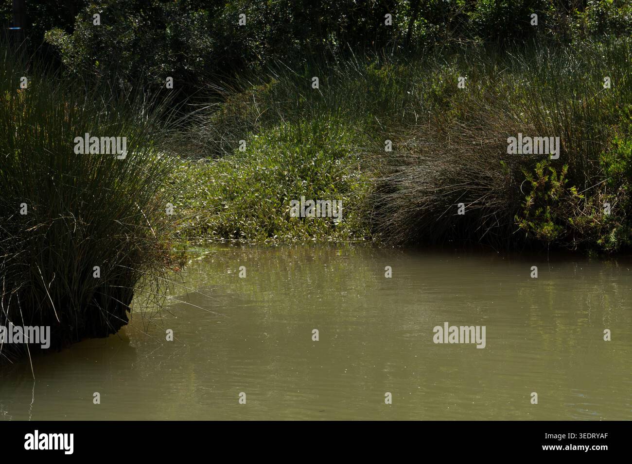 Una tranquilla scena di fitta vegetazione che cresce lungo il bordo di un corpo d'acqua ancora verde, riflettendo il fogliame circostante Foto Stock