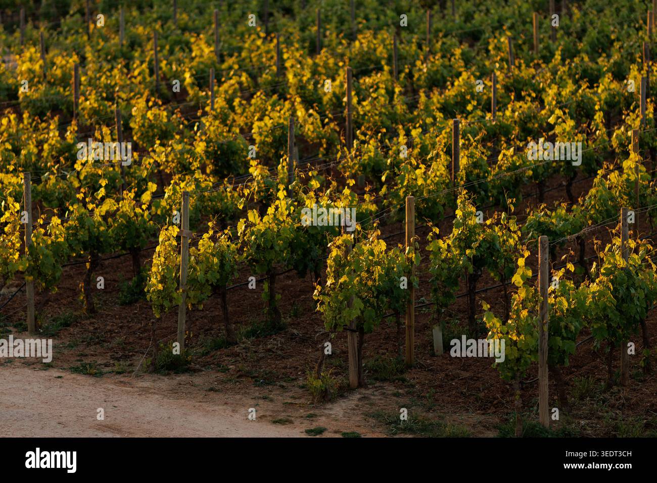 Il sole notturno proietta lunghe ombre sui filari dei vigneti, illuminando il verde con una luce calda. Foto Stock