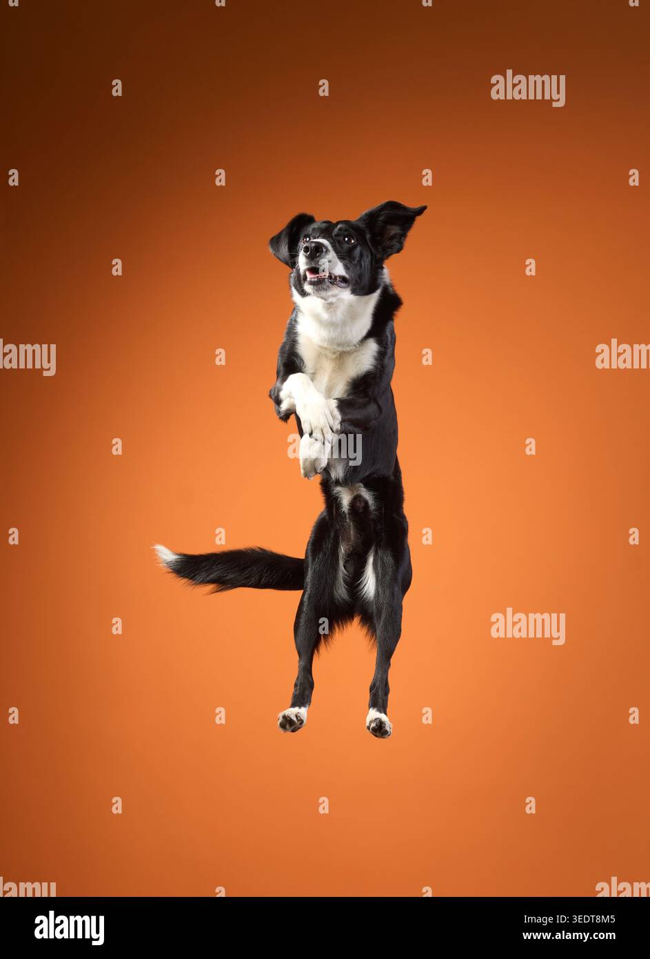 Il cane è alto, completamente verticale su due gambe, bilanciandosi con le orecchie. È centrato su un'audace tonalità arancione. Foto Stock