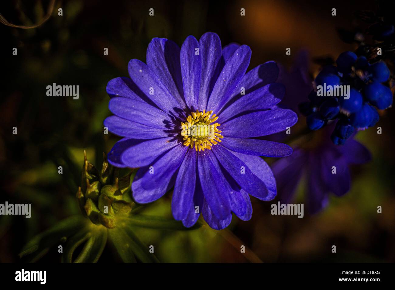 Un anemone balcanico (Anemone blanda) sorge nel giardino. I suoi petali sono spalancati e mostrano un centro giallo. E' giorno e c'e' molta luce Foto Stock