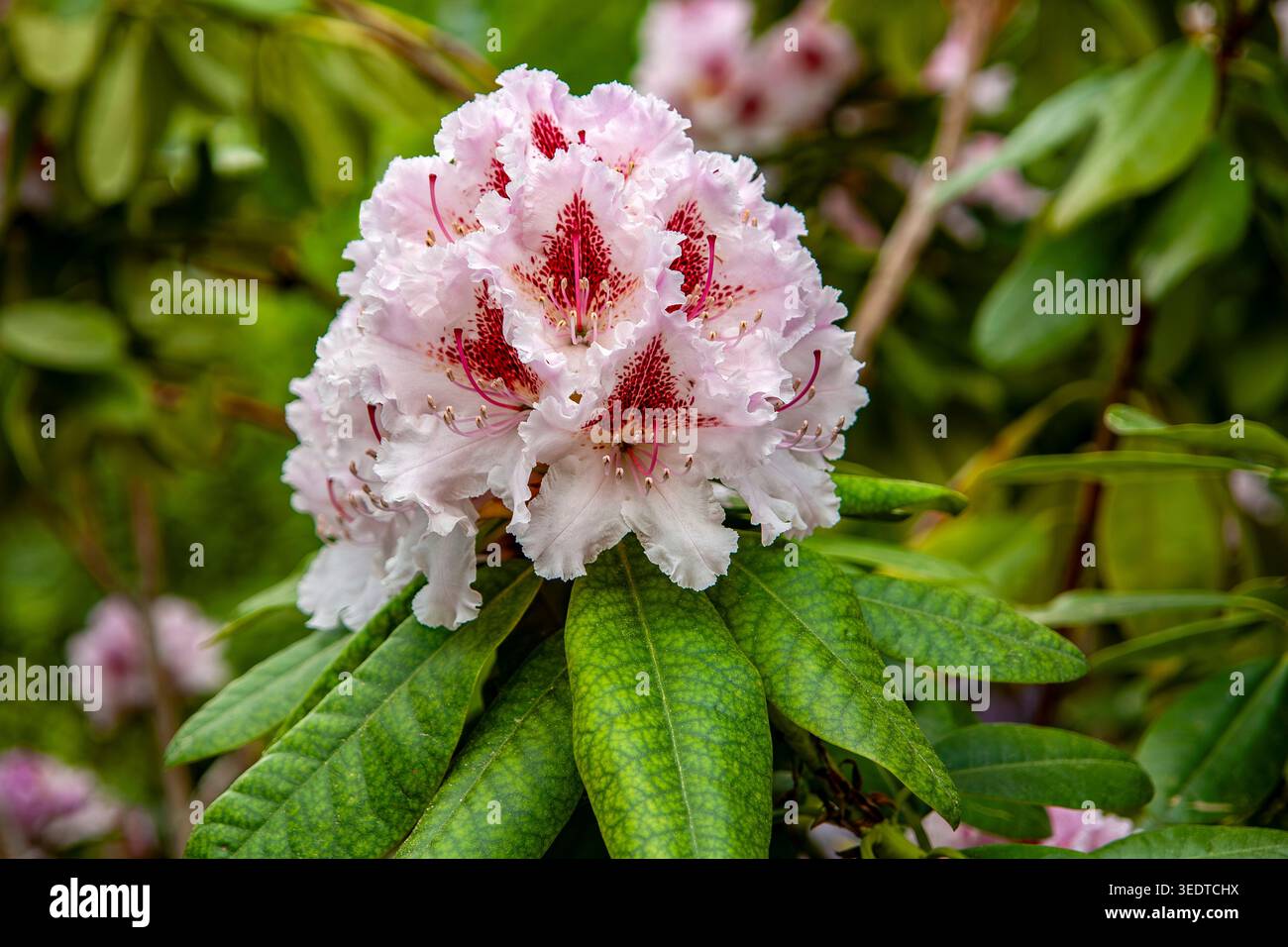 Rhododendron, varietà Mrs G. W. Leak, Foto Stock