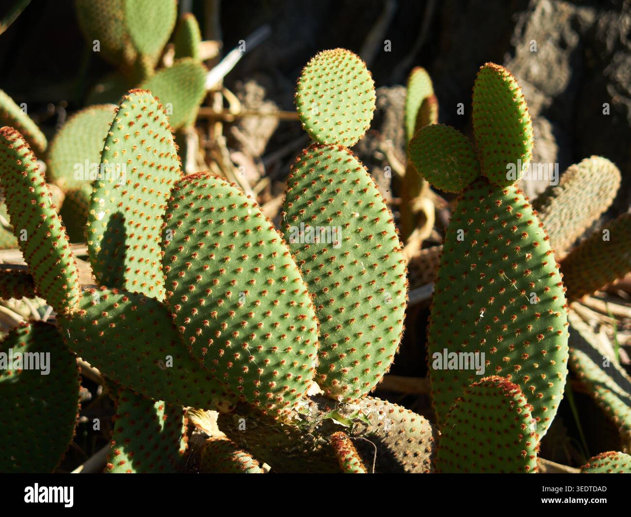 Bunny Ear Cactus con Golden Glochids, Opuntia microdasys. Málaga, Spagna. Foto Stock