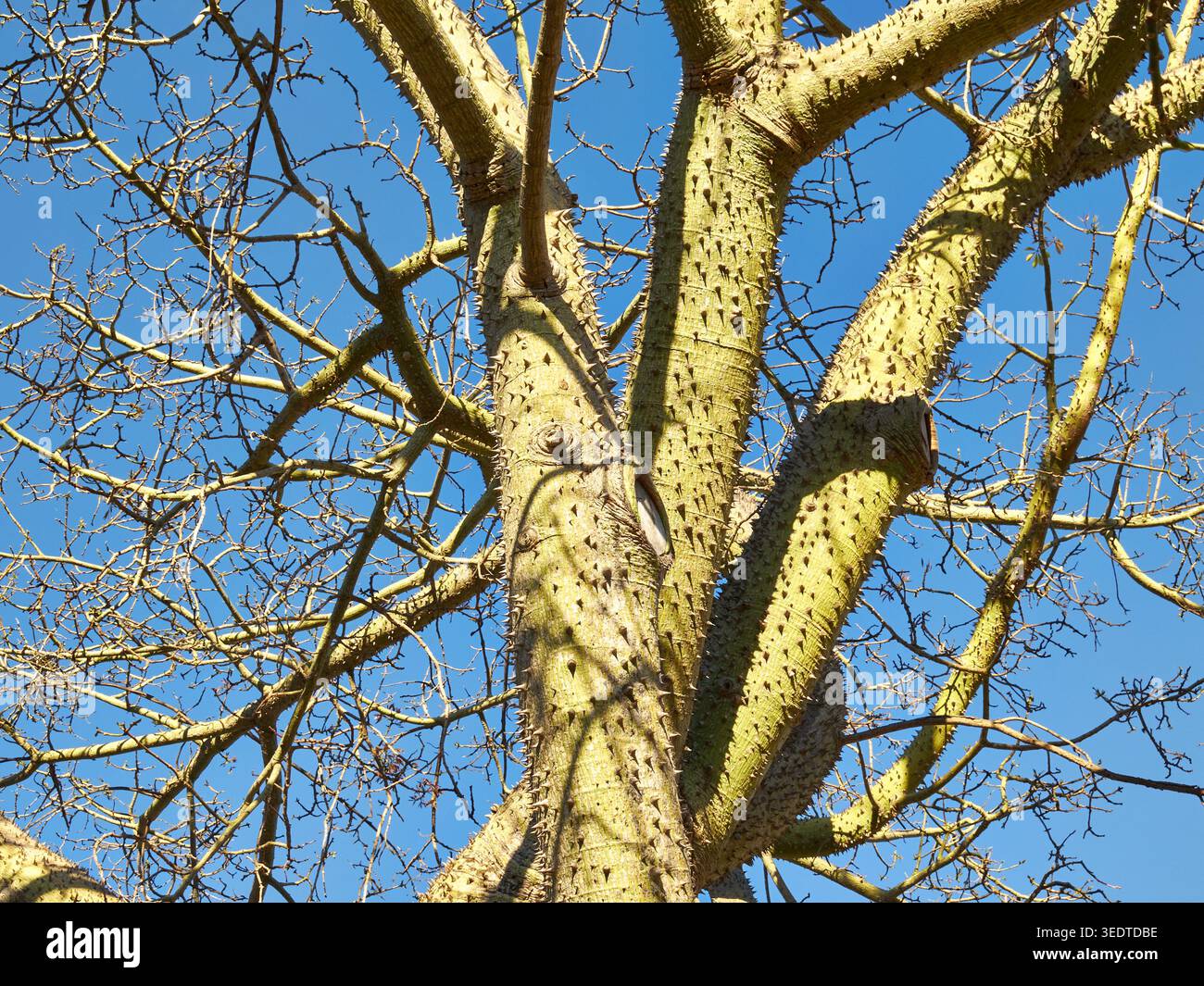 Vista ad angolo basso del tronco spinoso e dei rami di un albero di seta (Ceiba speciosa) contro un cielo azzurro. Málaga, Spagna meridionale. Foto Stock