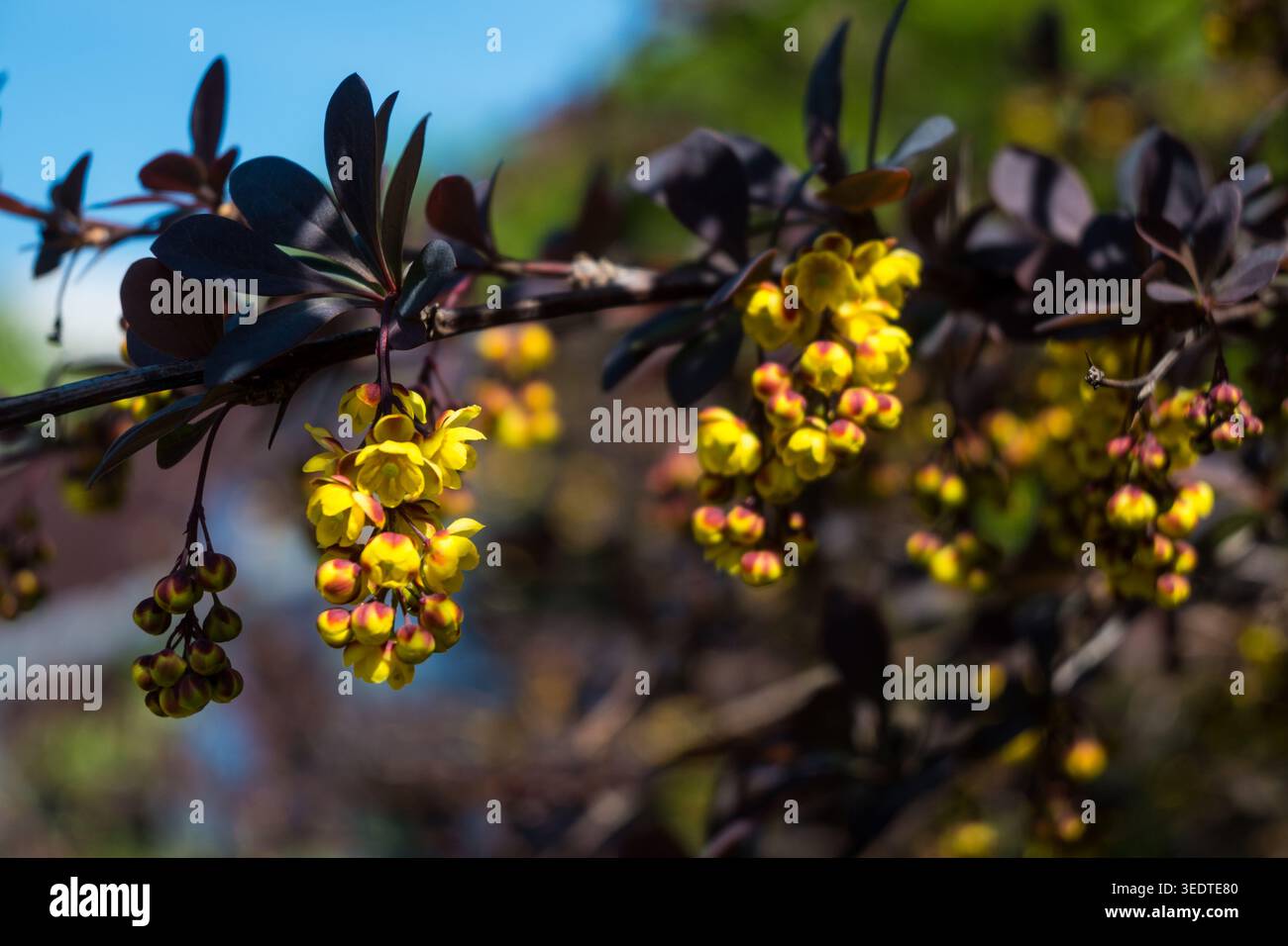 I fiori gialli crescono su un cespuglio con foglie scure. L'ambientazione mostra una giornata di sole in primavera con un cielo blu. Le api potrebbero visitare i fiori. Foto Stock