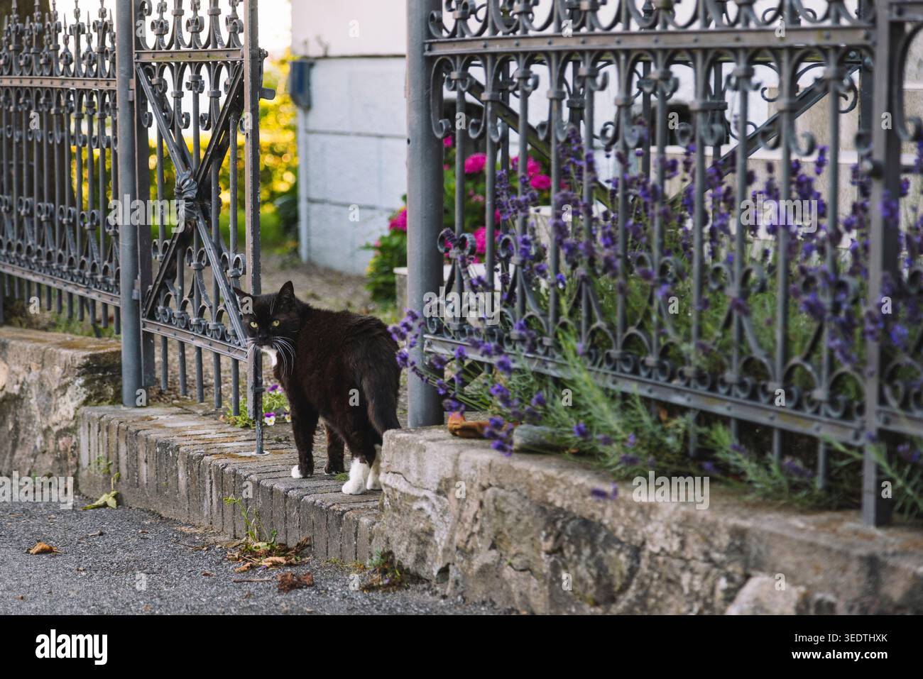 Gatto domestico, lavanda Foto Stock