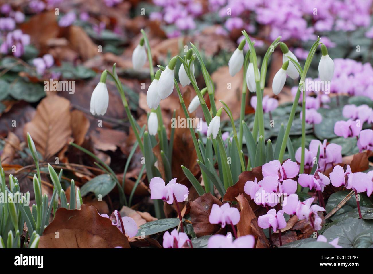 Gocce di neve e fiori rosa ciclamini di cuma nel giardino di fine inverno. REGNO UNITO Foto Stock