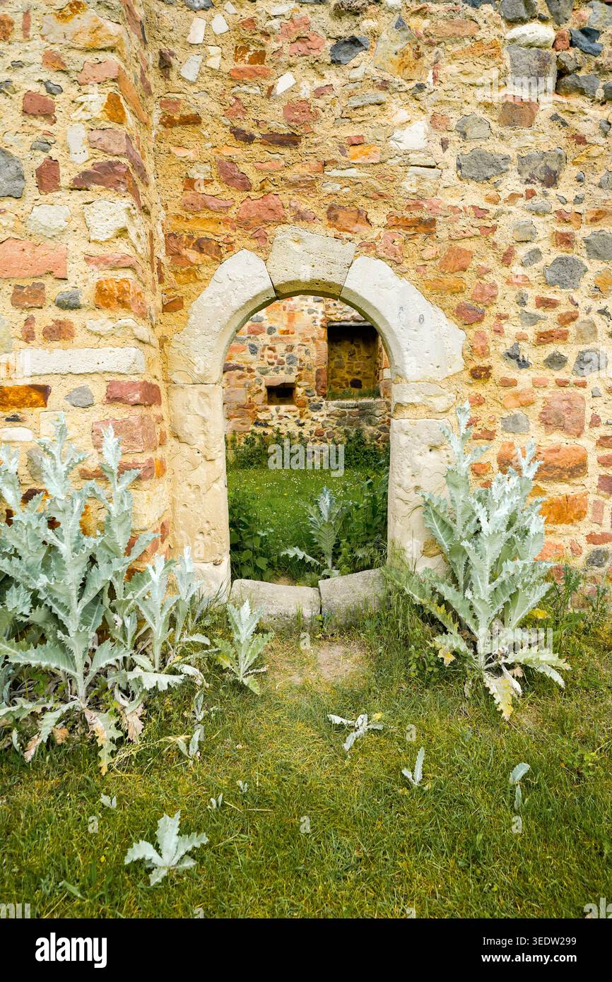 Cardo di fronte ad un rustico muro di pietra di una vecchia rovina. Foto Stock