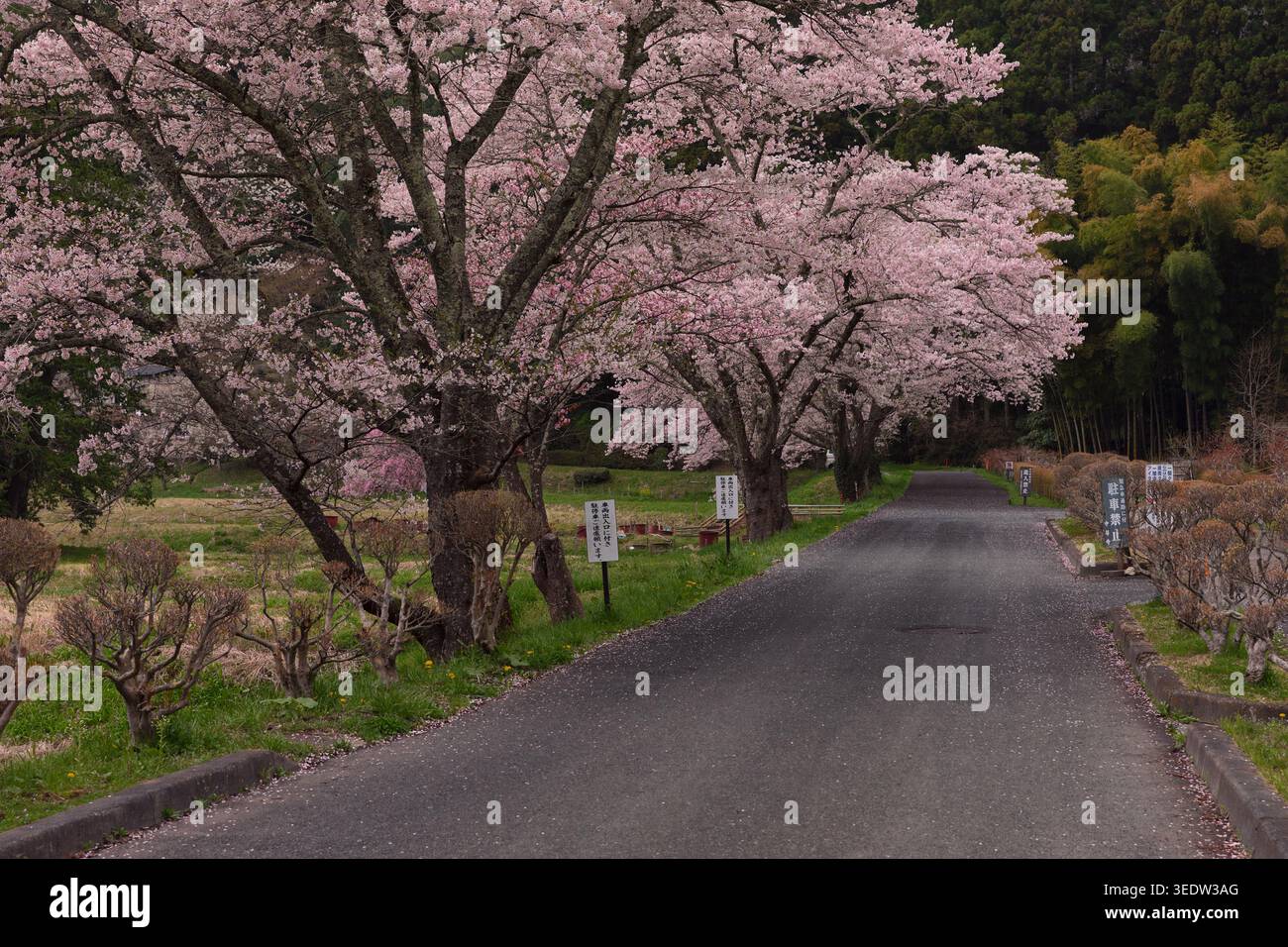 Tranquilla strada rurale costeggiata da alberi di ciliegio in fiore, con petali rosa sparsi sull'asfalto durante la primavera. Foto Stock