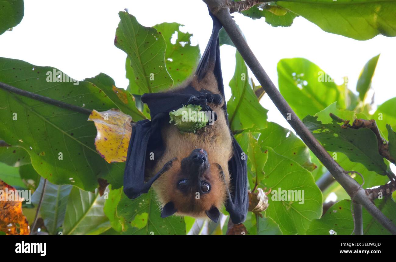 INDIAN FLYING FOX, MALDIVE Foto Stock