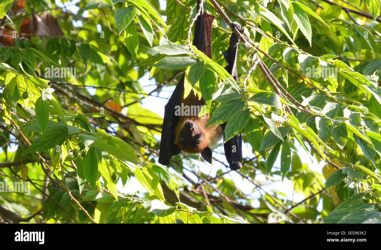 INDIAN FLYING FOX, MALDIVE Foto Stock
