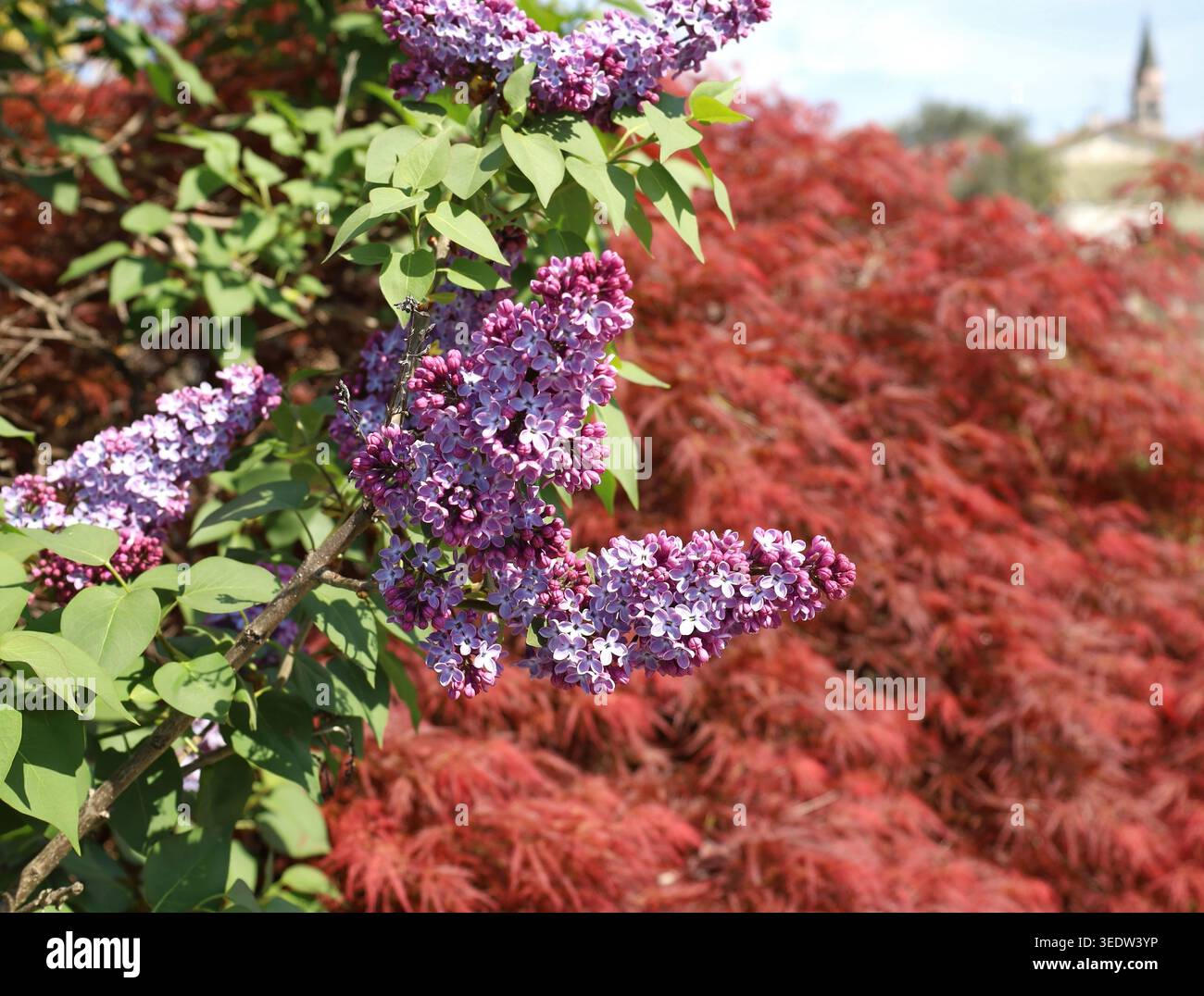 Fiori e boccioli di Lilac, o syylan vulgaris, che fioriscono in un giardino. È un arbusto ornamentale ampiamente usato nei giardini. Foto Stock