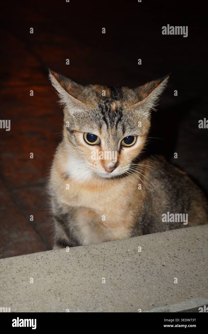 Ritratto di un gatto da tavola seduto di notte che sbircia verso il basso con il flash e uno sfondo scuro Foto Stock