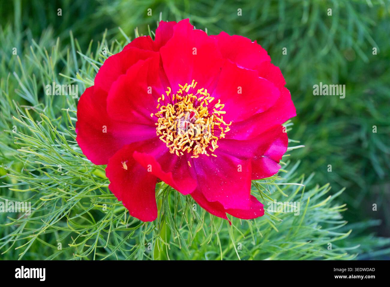 Peonia della foglia di felce Paeonia tenuifolia Foto Stock