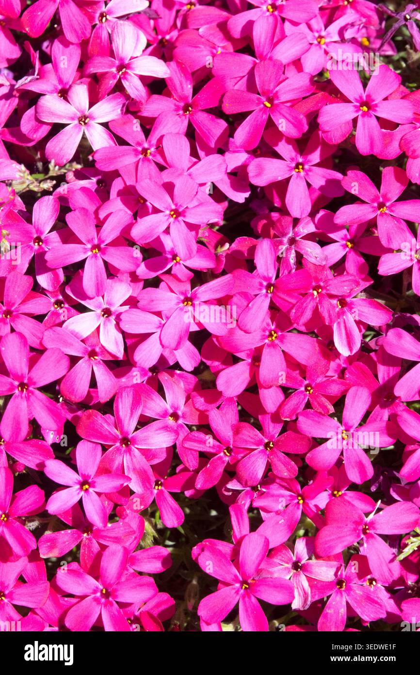 Phlox douglasii "Zigeunerblut" Foto Stock