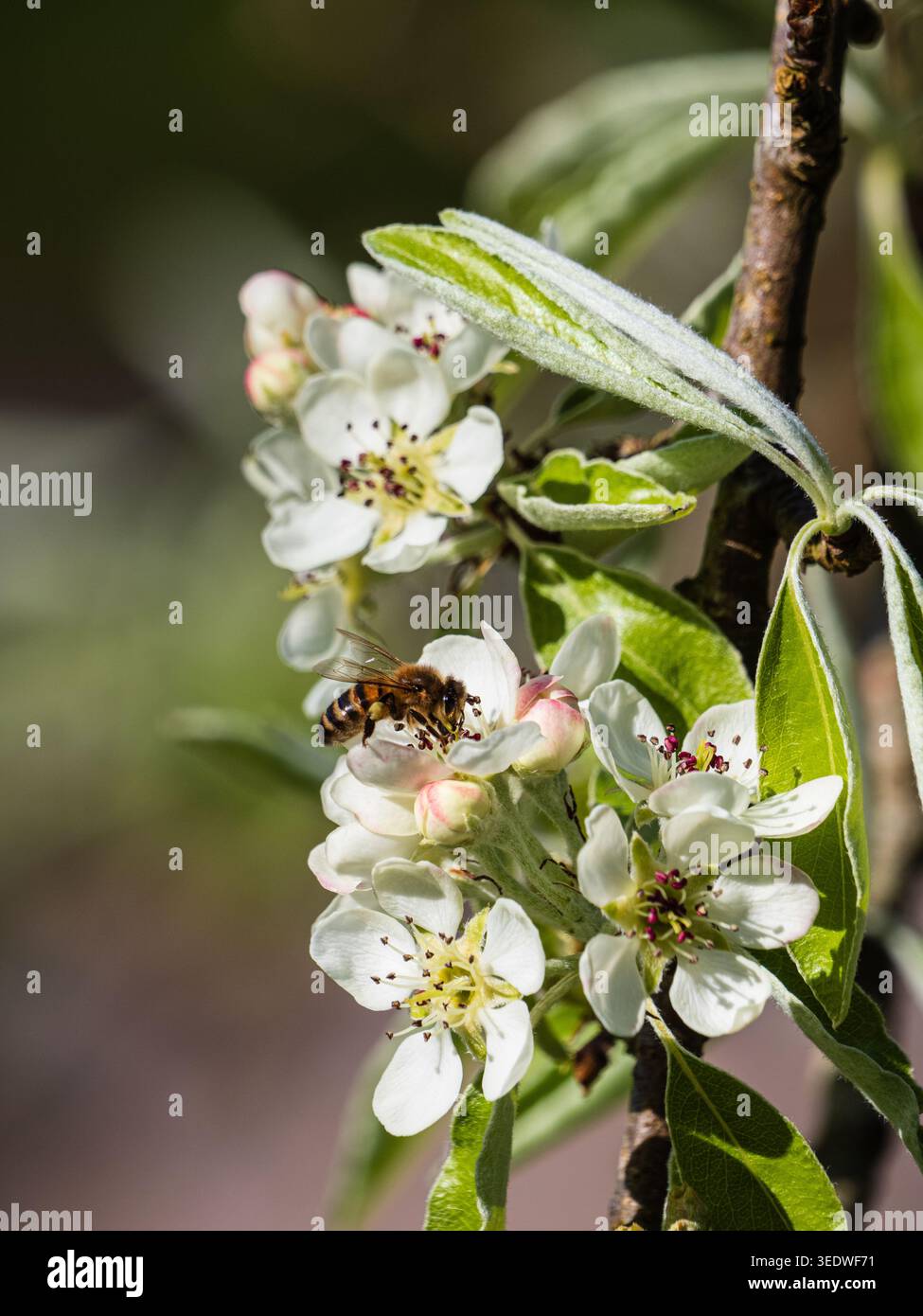 Fiori primaverili dell'arboreto di peri decidui, Pyrus nivalis con api mellifere impollinanti, Apis mellifera Foto Stock
