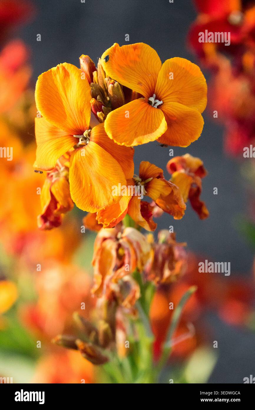 Wallflower Erysimum cheiri "Scarlet Bedder" Foto Stock