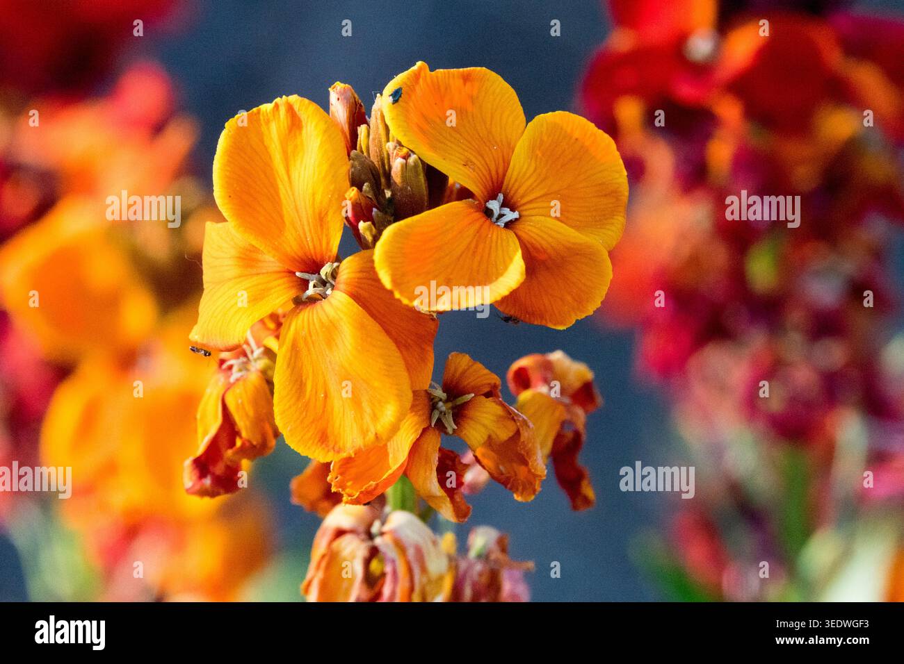 Wallflower Erysimum cheiri "Scarlet Bedder" Foto Stock