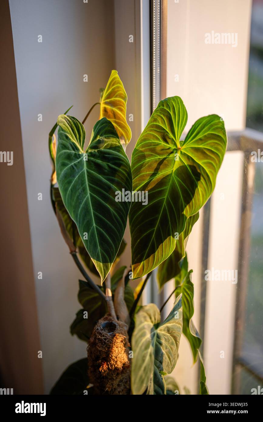 La pianta Philodendron supporta il bastone per muschio dello sfagno fatto in casa e la rete da giardino in plastica a maglia fine a casa Foto Stock