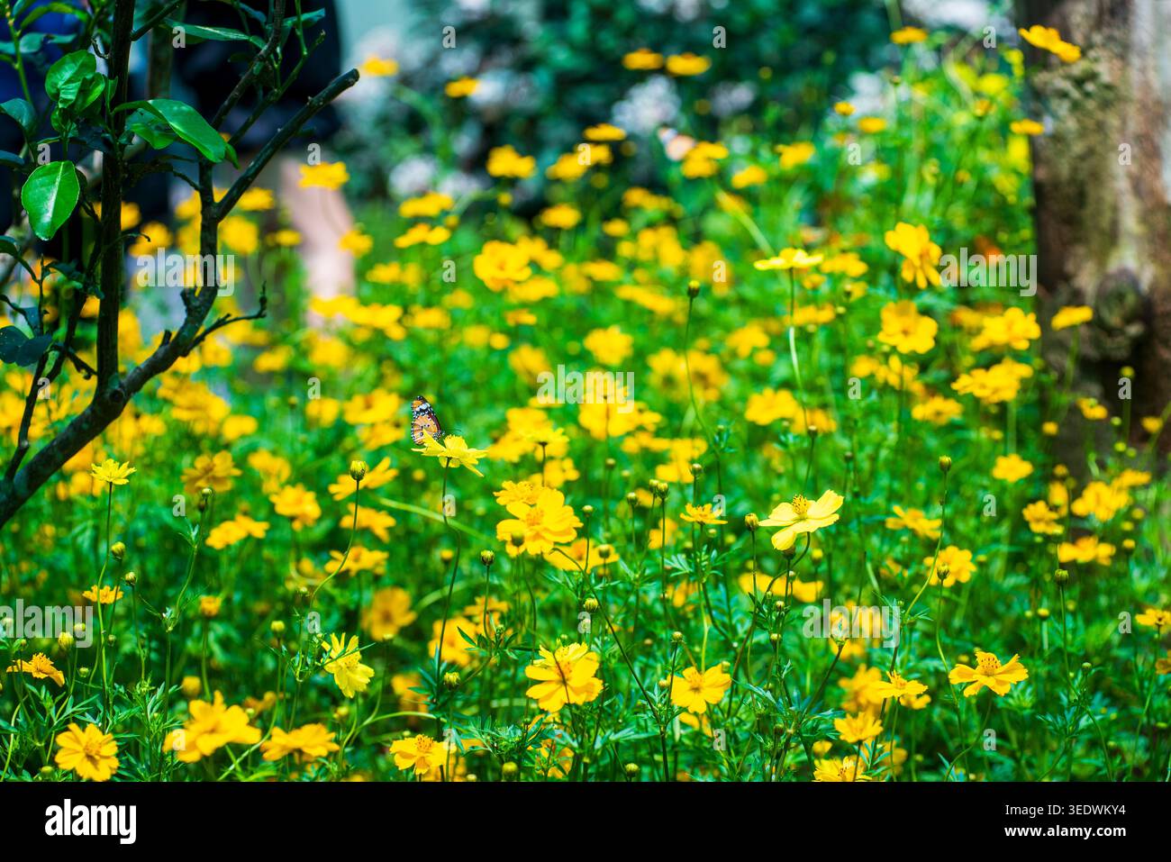 Una tranquilla scena di una farfalla arroccata su fiori di zolfo giallo brillante Foto Stock