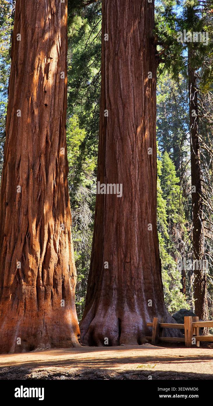 Trunks giganti di sequoia nella foresta. Vista ravvicinata di enormi tronchi di sequoia giganti con corteccia rossastra, vegetazione della foresta e recinzione di legno alla luce del sole. Foto Stock