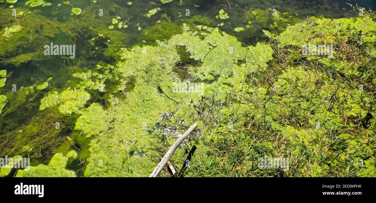 Algenbewuchs in einem Gewässer Großer Algenwuchs und Algenblüte in einem Gewässer als Symbolbild für Überdüngung und Wasserverschmutzung durch hohen E. Foto Stock