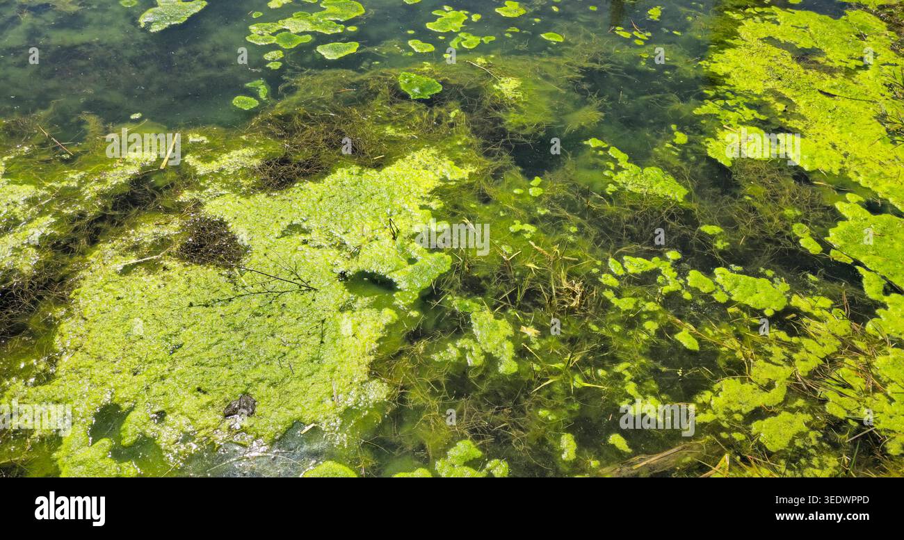 Algenbewuchs in einem Gewässer Großer Algenwuchs und Algenblüte in einem Gewässer als Symbolbild für Überdüngung und Wasserverschmutzung durch hohen E. Foto Stock