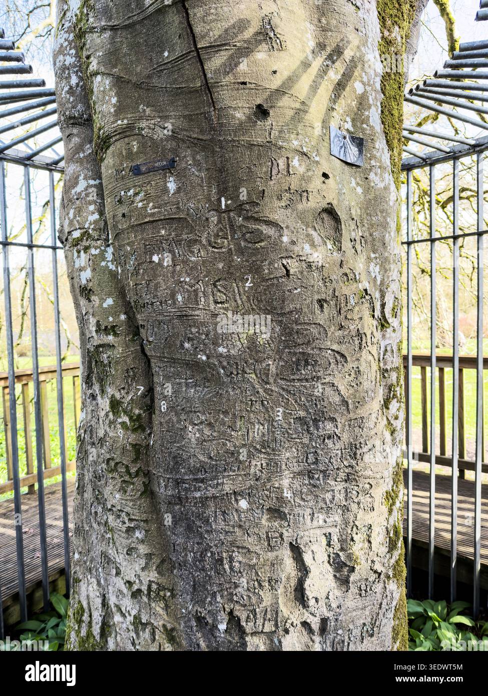 L'Autograph Tree a Coole Park, vicino a Gort, Galway, dove gli ospiti letterari di Lady Gregory incisero le loro iniziali nel tronco di un faggio di rame Foto Stock