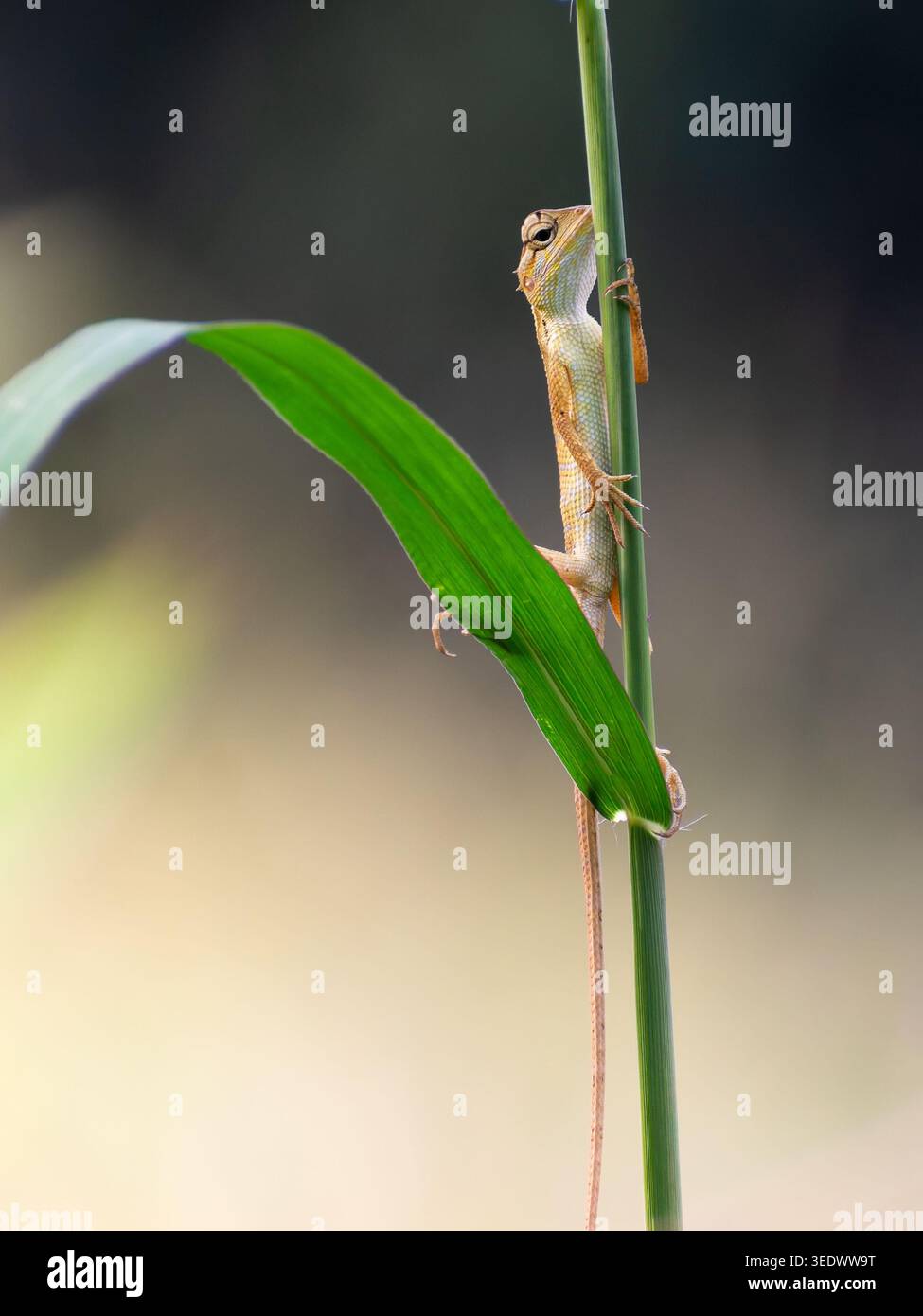 Immagine macro ravvicinata di una lucertola da giardino orientale (Calotes versicolor) arroccata su un ramo sottile in mezzo al lussureggiante fogliame del Kerala. Foto Stock