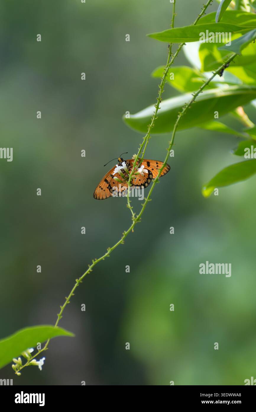 Una foto macro dettagliata di una farfalla di Tawny Coster (Acraea terpsicore) delicatamente arroccata su un gambo verde. Con le sue straordinarie ali arancioni delimitate in b Foto Stock