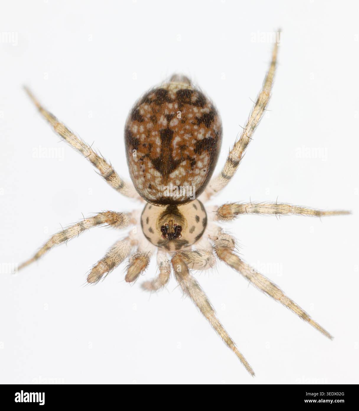Oecobius navus è una piccola specie cosmopolita di ragni cribellati che si trova in tutto il mondo. Foto Stock
