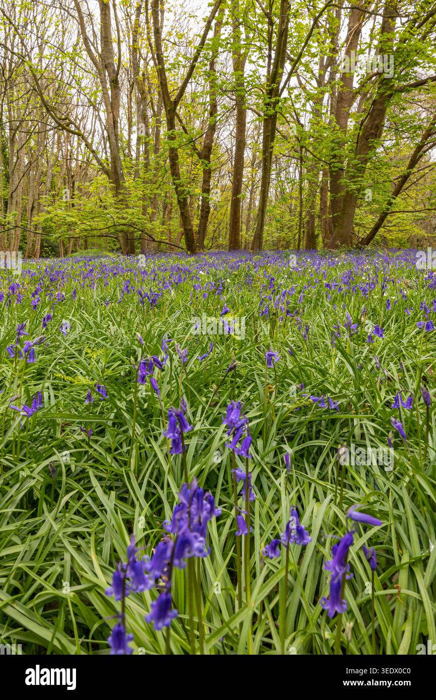 Bluebell Woodland a Simons Wood, Wokingham, Berkshire, Regno Unito Foto Stock