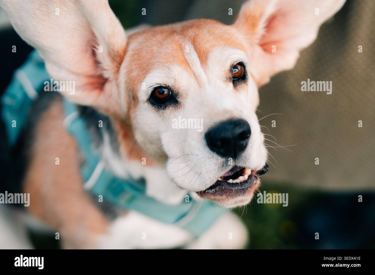 Il cane con le orecchie grandi suona all'aperto durante il giorno con un sorriso luminoso mentre guarda la fotocamera Foto Stock