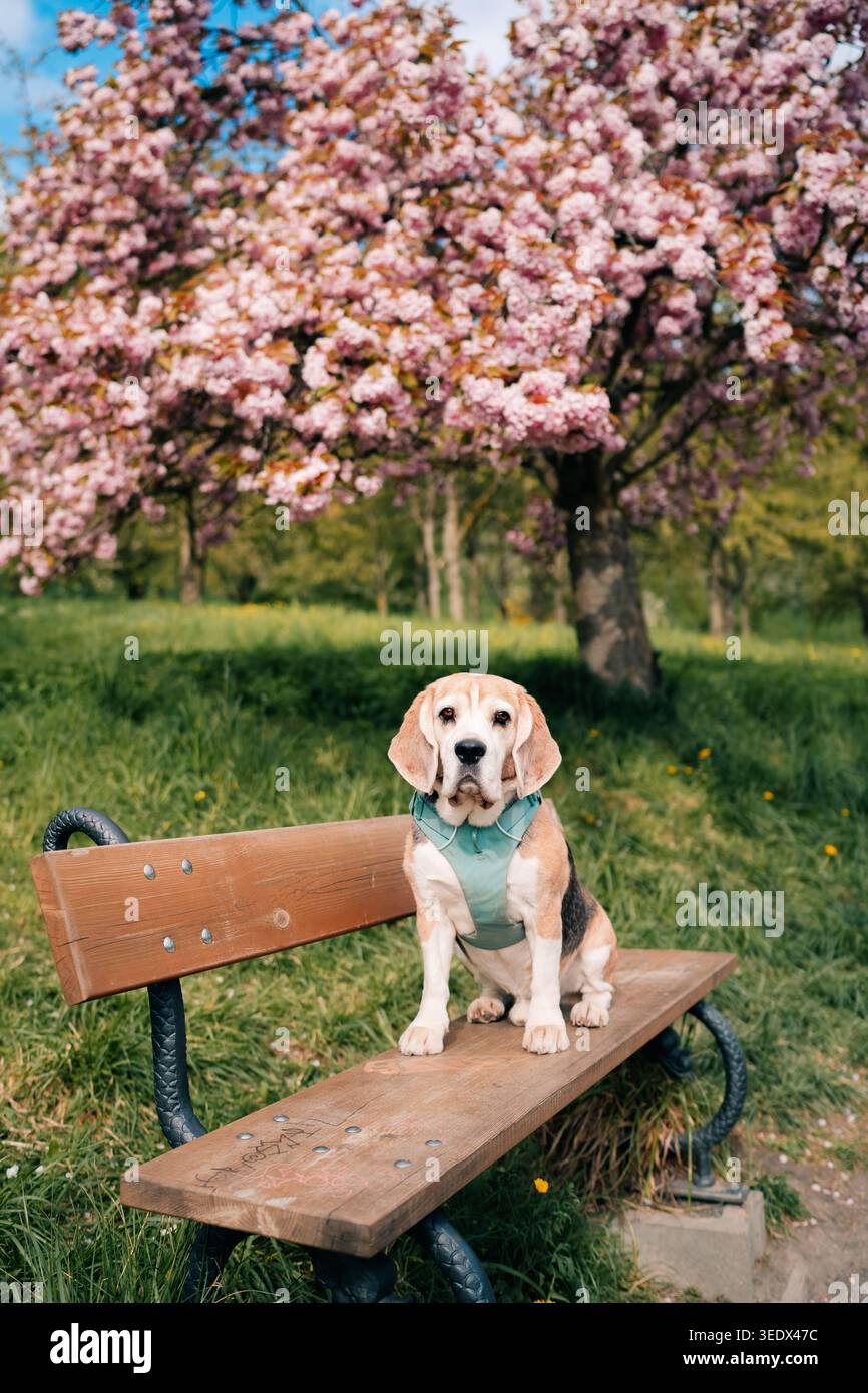 Beagle si trova su una panchina in un parco con ciliegi in fiore durante una giornata di sole in primavera Foto Stock
