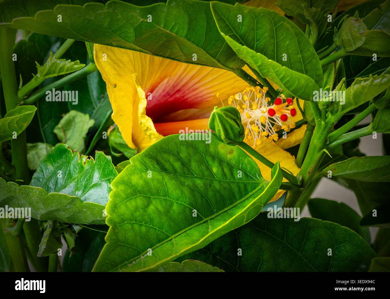 Una foto ravvicinata del cuore di un fiore di ibisco Foto Stock