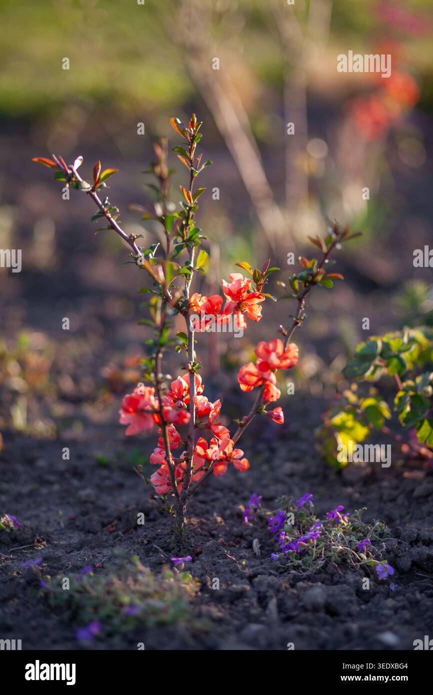 Giovane arbusto di cotogna che fiorisce con fiori d'arancio nel giardino primaverile. L'orizzonte del salmone chaenomeles fiorisce tramite aubrieta sull'aiuola Foto Stock