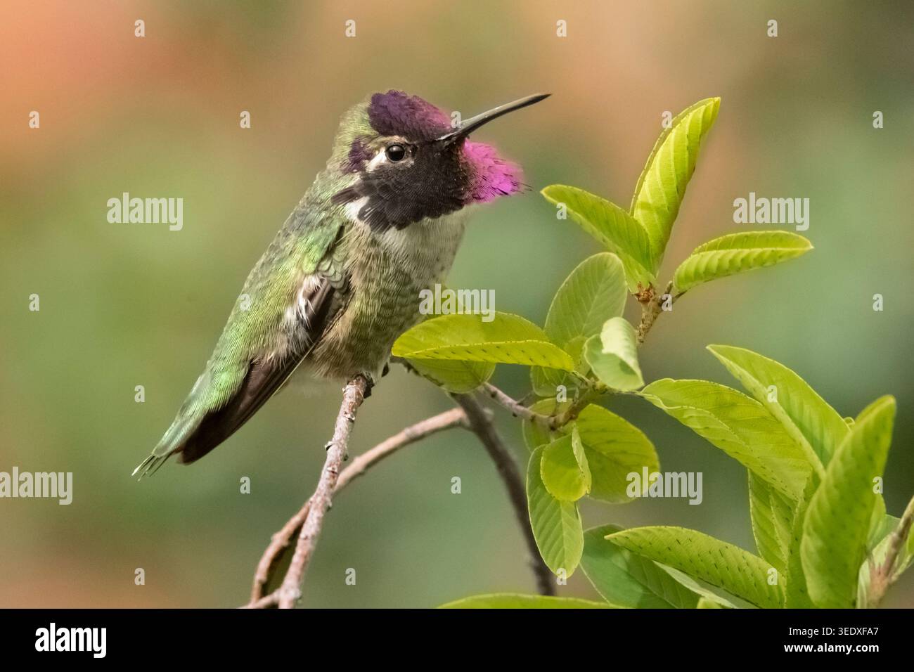Nord America; Stati Uniti; Arizona; deserto di Sonora; fauna selvatica; uccelli; colibrì; colibrì di Costa; Calypte costae; maschio; L: 3,5 poll., 10 cm. Foto Stock